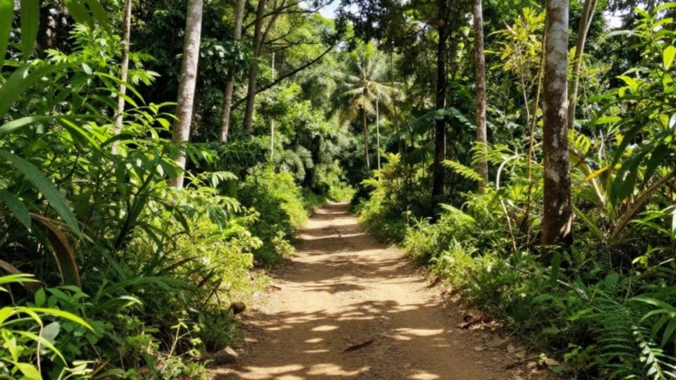 Jaki jest najlepszy czas na trekking w Chiang Mai?