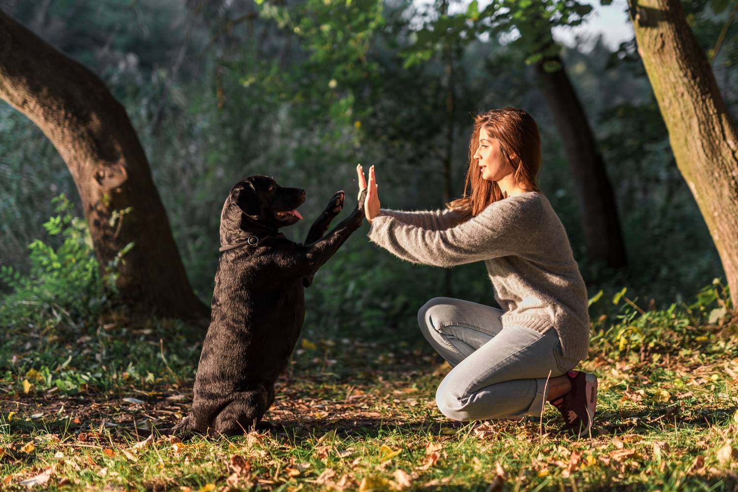 Dogoterapia – jak pies może wspierać proces leczenia?