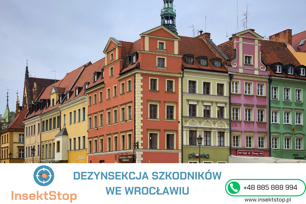 usługi dezynsekcji Wrocław